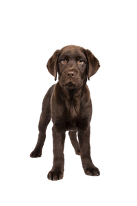Bürohund bei TownTalker